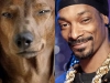 Snoop Dog