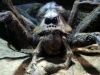 Acromantula