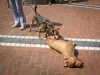 An animal actor inspects an animal prop, "The Walking Dead" June 14, 2011