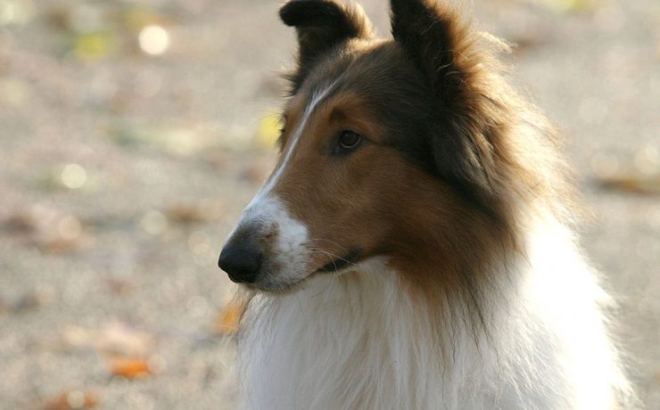 lassie torna a casa