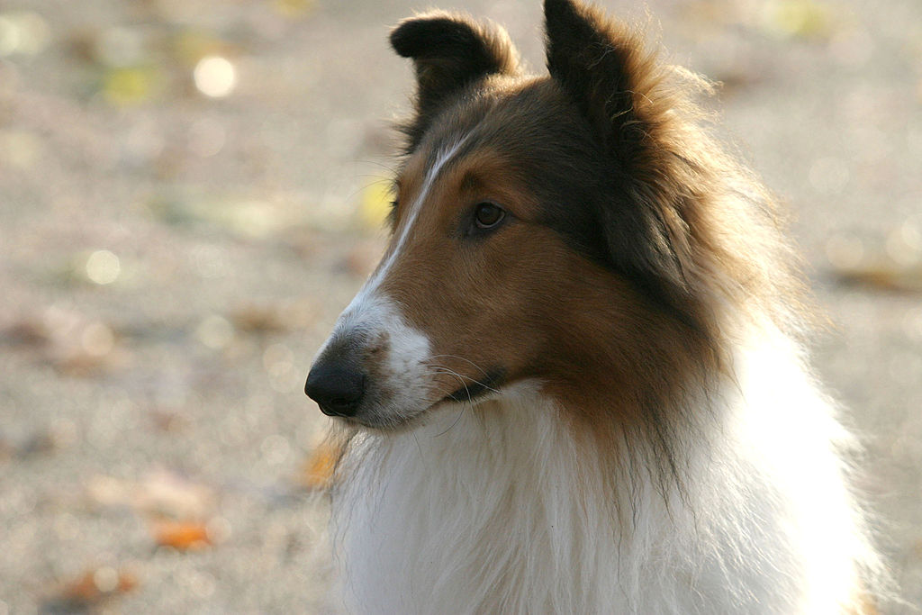 lassie torna a casa