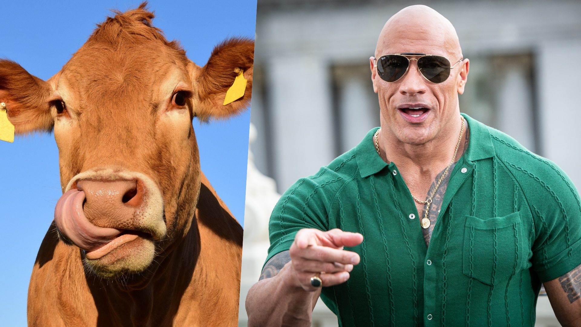 dwayne johnson mucca