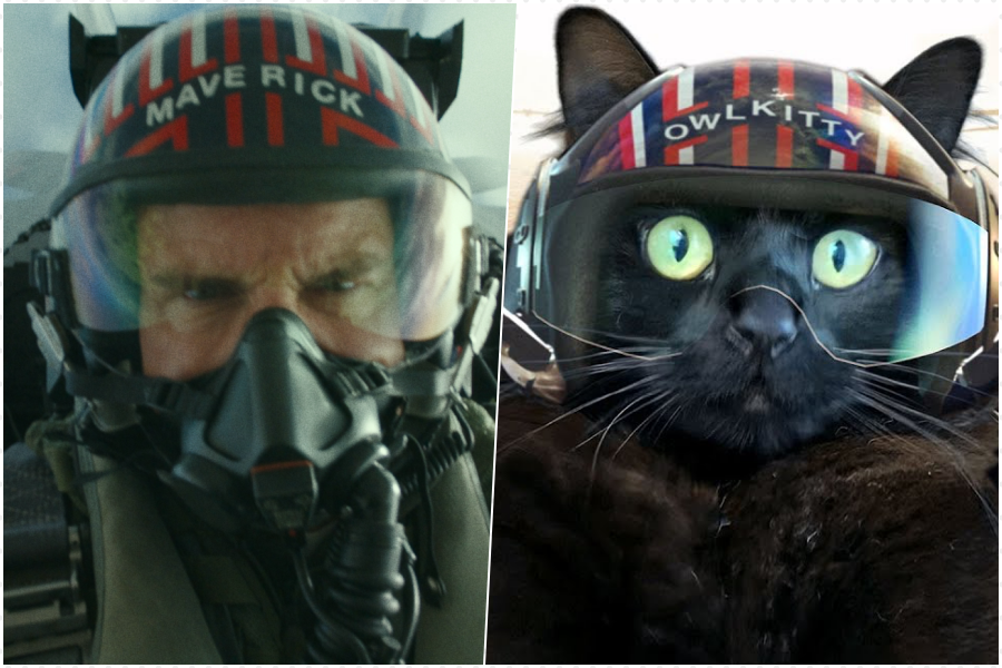 Top Gun Maverick col gatto