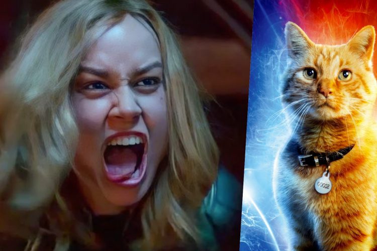 brie larson captain marvel gatto