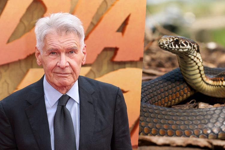 harrison ford serpenti indiana jones