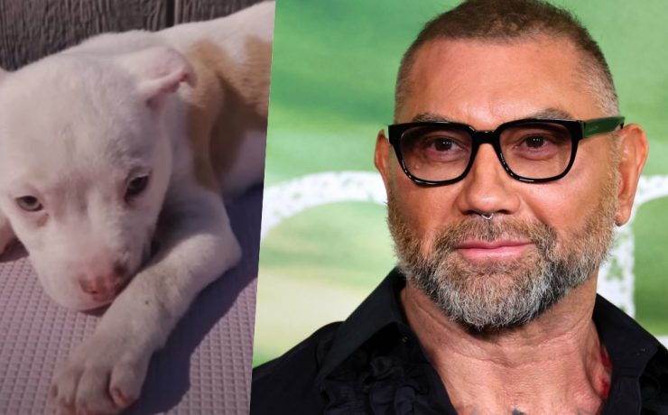 dave bautista cane