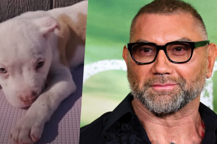 dave bautista cane