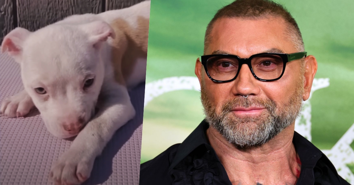 dave bautista cane