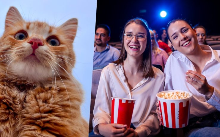 foto di un gatto e di persone al cinema