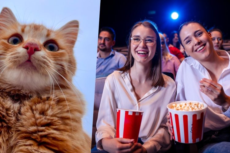 foto di un gatto e di persone al cinema