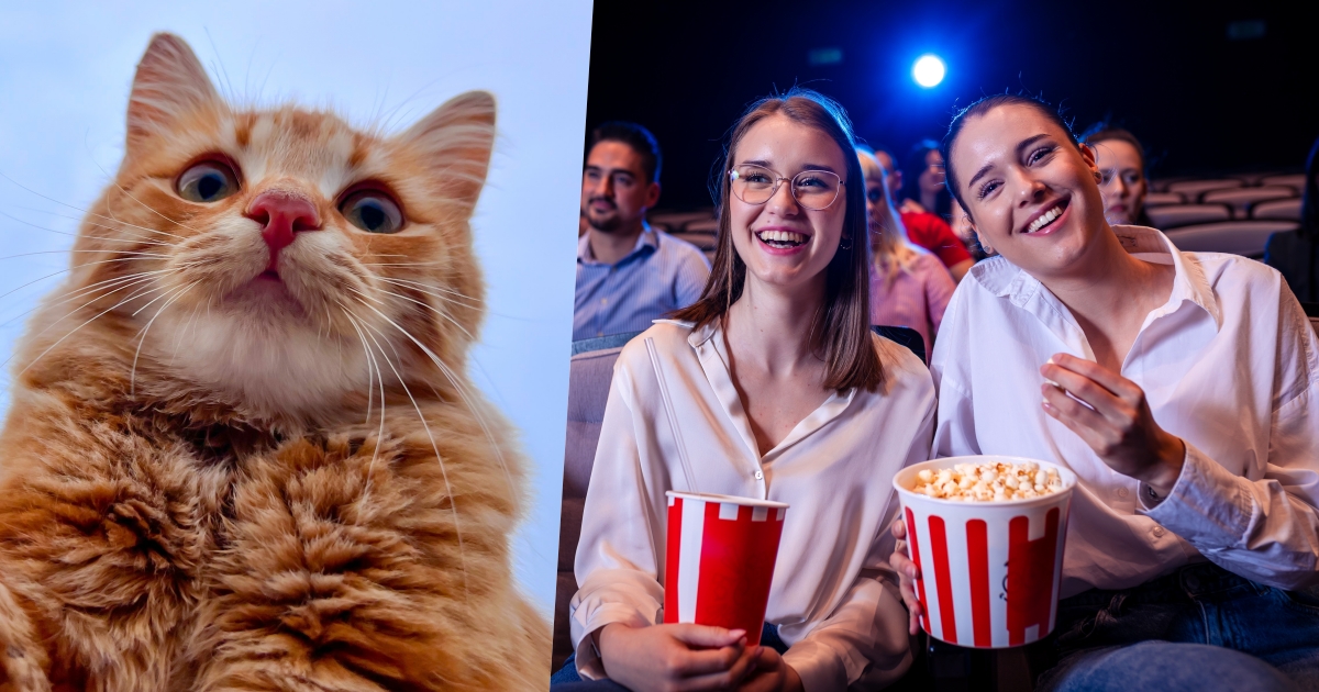 foto di un gatto e di persone al cinema