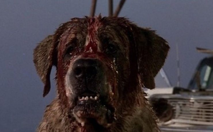 Cujo film tratto da Stephen King