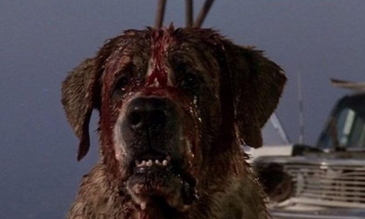 Cujo film tratto da Stephen King