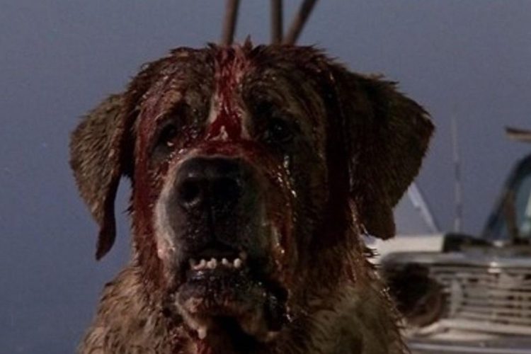 Cujo film tratto da Stephen King