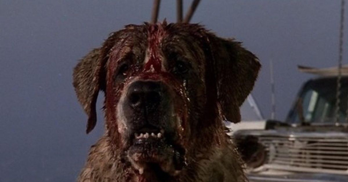 Cujo film tratto da Stephen King